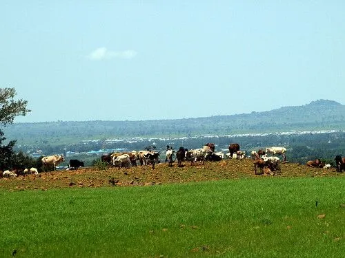 Ganado y paisaje antes de Bahar Dar (Etiopía) | Flickr - Photo ... Ganado y paisaje antes de Bahar Dar (Etiopía) | Flickr - Photo ...