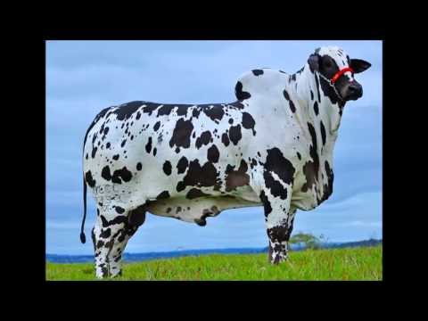 RAZAS DE GANADOS DE CEBA Y FORRAJES - YouTube RAZAS DE GANADOS DE CEBA Y FORRAJES - YouTube