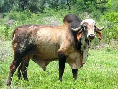 GANAMER: PAGINA DE VENTAS