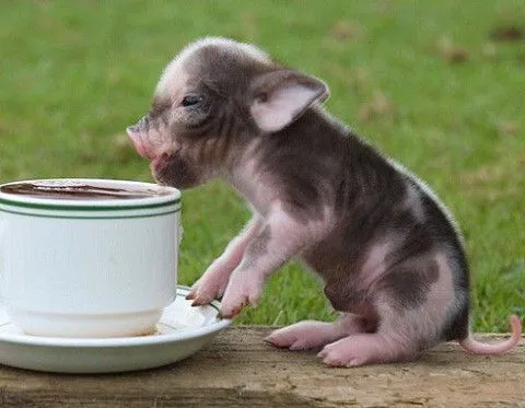 Ganarse la confianza de un cerdito vietnamita Ganarse la confianza de un cerdito vietnamita