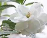 Gardenia jasminoides.