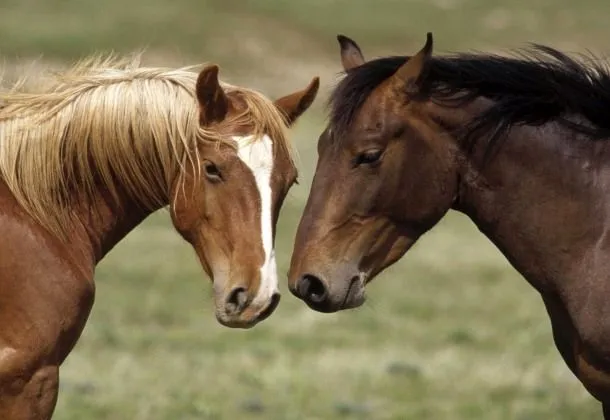 Caballos y parejas - Imagui