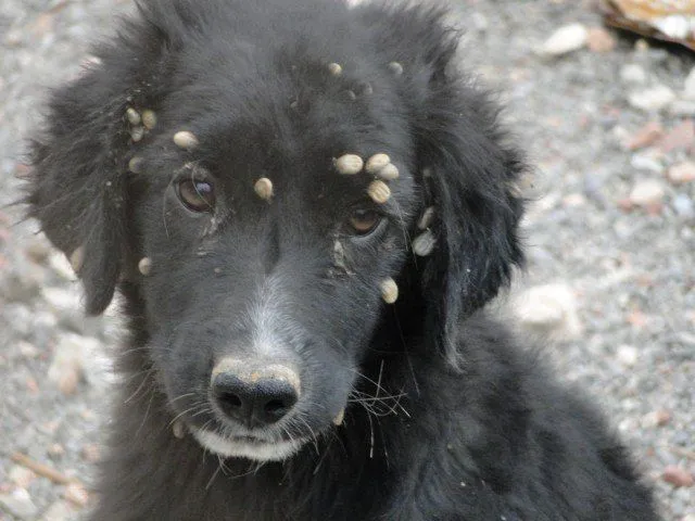 Garrapata En Perros 90408 | ZWALLPIX