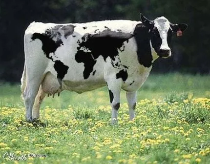 Garrulus Sanguinarium: ASESINAN A TIROS A UNA VACA QUE INTENTABA ... Garrulus Sanguinarium: ASESINAN A TIROS A UNA VACA QUE INTENTABA ...