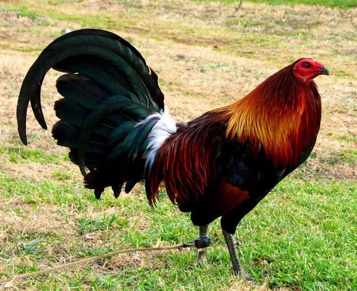 Gary Gilliam Hatch Game Fowl | gallos | Pinterest | Game Fowl Gary Gilliam Hatch Game Fowl | gallos | Pinterest | Game Fowl