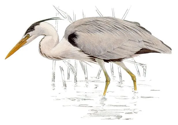 Garza imperial | SEO/BirdLife