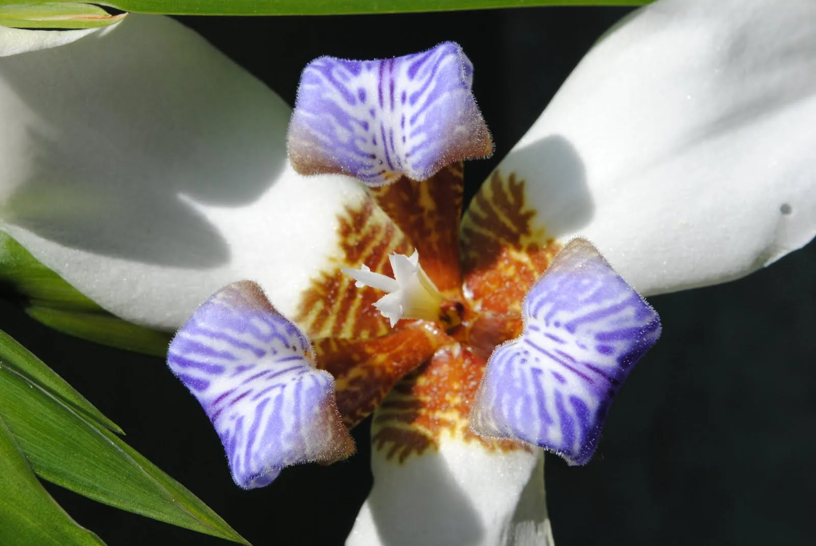 gasvag.cero: El secreto de las flores mas bellas. gasvag.cero: El secreto de las flores mas bellas.