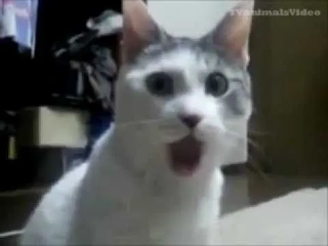 Gatas y gatos graciosos y cahondas - YouTube