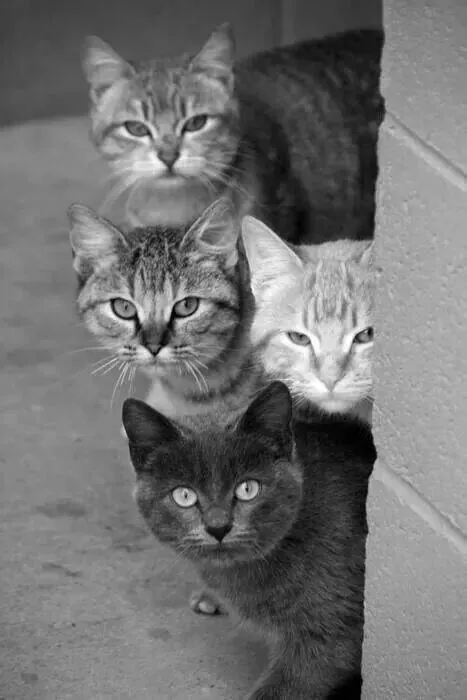 Gatetes blanco y negro | animalitos | Pinterest