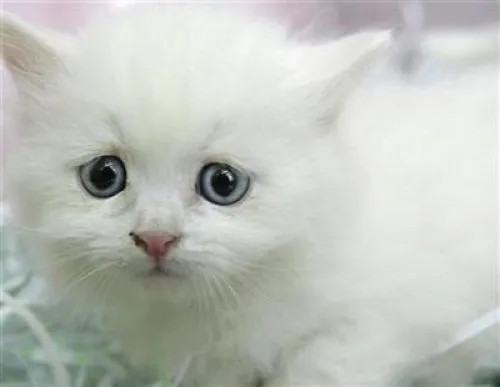 Gati-horoscopos! | Rescate Animal