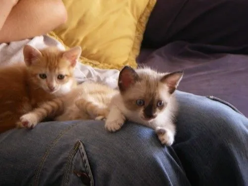 Gatinhos | b a n a n a l o g i c