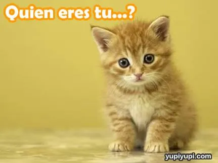 Gatita †: ME PARECIO VER UN LINDO GATITO