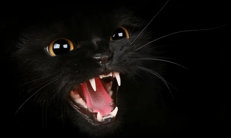 Gatito 3D Wallpapers - Aplicaciones de Android en Google Play Gatito 3D Wallpapers - Aplicaciones de Android en Google Play