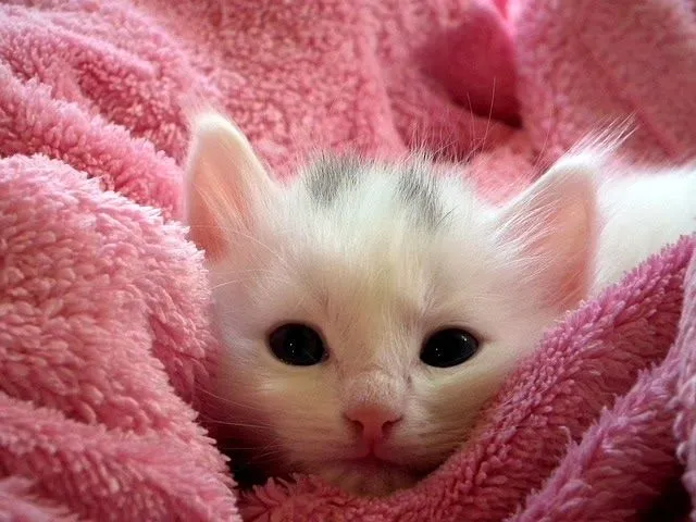 Gatito blanco en una toalla rosa | Imagenes Sin Copyright Gatito blanco en una toalla rosa | Imagenes Sin Copyright