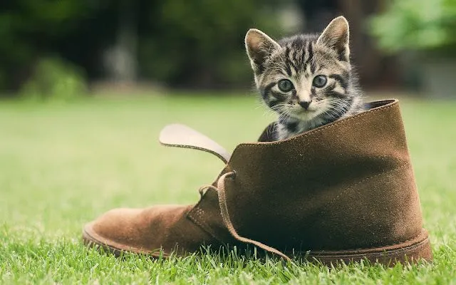 Gatito en una Bota - Fondos de Pantalla HD - Wallpapers HD Gatito en una Bota - Fondos de Pantalla HD - Wallpapers HD