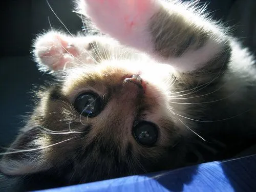 Gatito! Cositas tiernas.|¡Disfrutando en mi hogar! Gatito! Cositas tiernas.|¡Disfrutando en mi hogar!