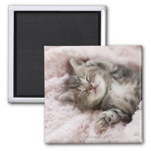 Gatito que duerme en la toalla iman de frigorífico | Zazzle