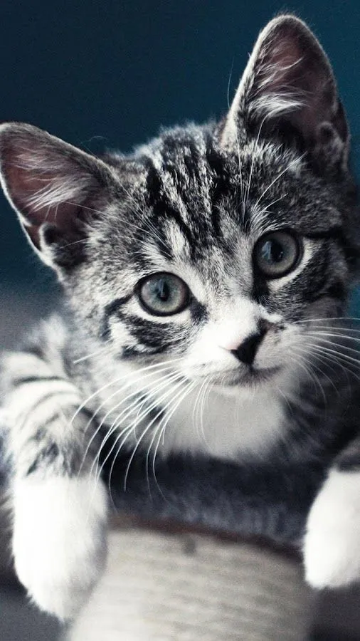 Gatito Gato Fondo Animado - Aplicaciones de Android en Google Play Gatito Gato Fondo Animado - Aplicaciones de Android en Google Play