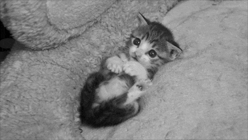 gatito gifs | Tumblr