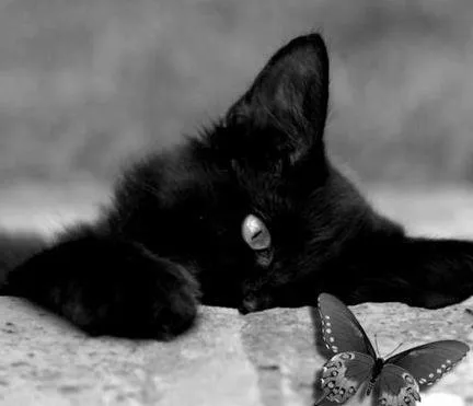 gatito negro | Tumblr