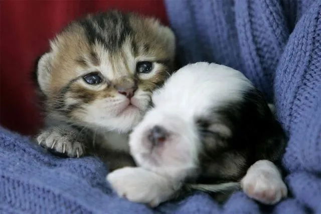 Gatito y perrito - Imagui