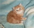 GATITO PERSA NARANJA MACHO raza - persa- Mundimascota GATITO PERSA NARANJA MACHO raza - persa- Mundimascota