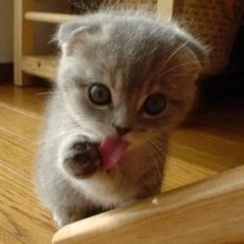 Gatito sacando la lengua - Imagui