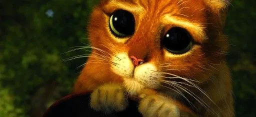 Gato tierno de shrek - Imagui