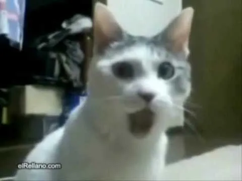 Gatito sorprendido - YouTube
