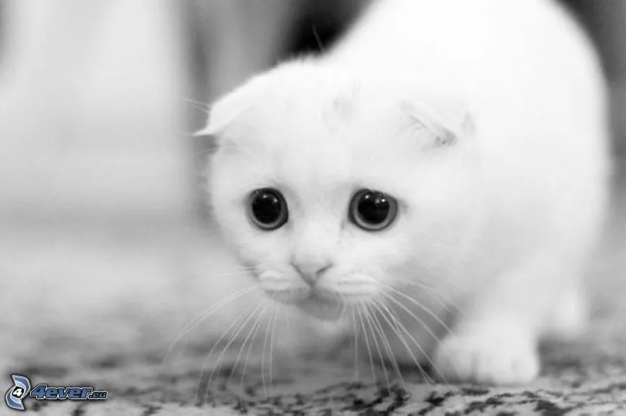 Gatito triste