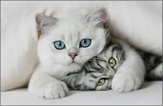 gatitos abrazados