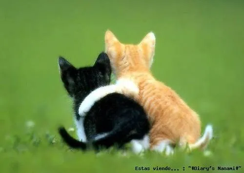 64 animales que se abrazan gatitos abrazados tierno 64 animales que se abrazan gatitos abrazados tierno