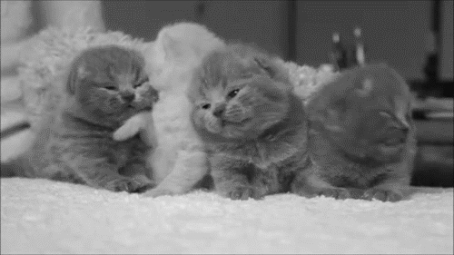 Gatitos. Álbum de Gifs. [Archivo] - foroVEGETARIANO.org
