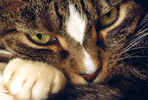 Gatitos Amorosos: adopción de gatos
