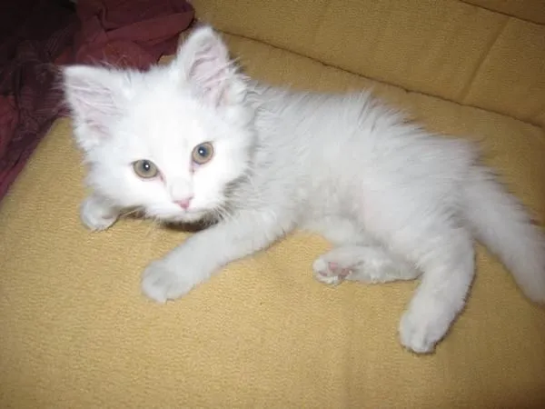 Gato angora - Imagui
