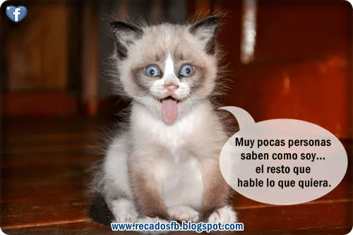 Imagenes con frases graciosas de gatos - Imagui Imagenes con frases graciosas de gatos - Imagui