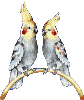mis gatitos: AVES: LOROS , CANARIOS ,VERDERONES Y JILGUEROS.