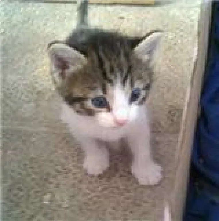 gatitos bebes (4) | Cuidar de tu gato es facilisimo.