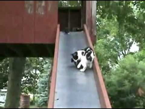 Gatitos bebes cayendo por la resbaladilla