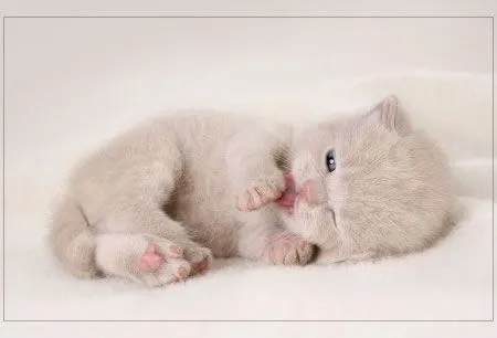 De gatitos bebés tiernos - Imagui