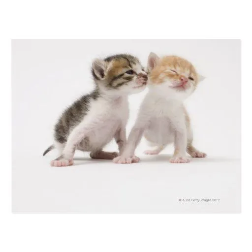 Dos gatitos que se besan contra el fondo blanco tarjetas postales ...