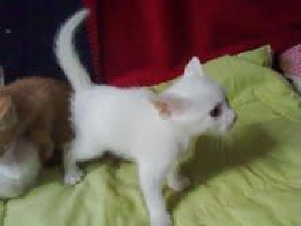 gatitos blancos de dos meses en adopción urgente. Córdoba | Cuidar ...