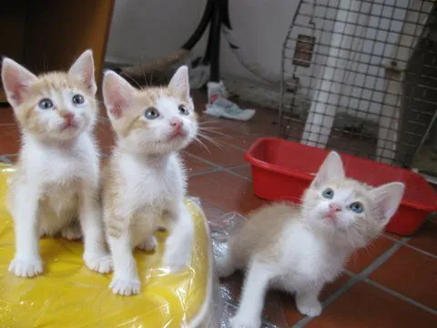 Adoptándonos: Seis hermosos gatitos chiquitos están en adopción