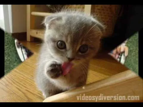 GATITOS CHISTOSOS - YouTube