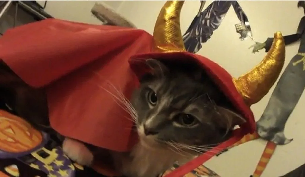Gatitos Disfrazados!!! | Cuidar de tu gato es facilisimo. Gatitos Disfrazados!!! | Cuidar de tu gato es facilisimo.