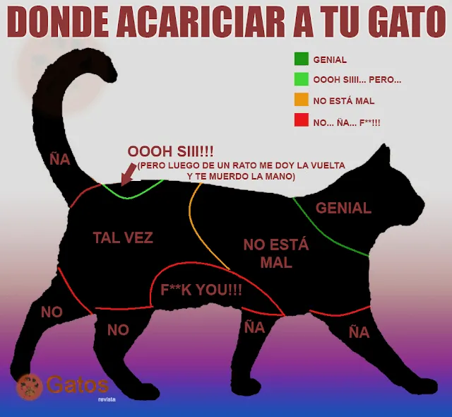 mis gatitos: EDUCACIÓN DE MASCOTAS.