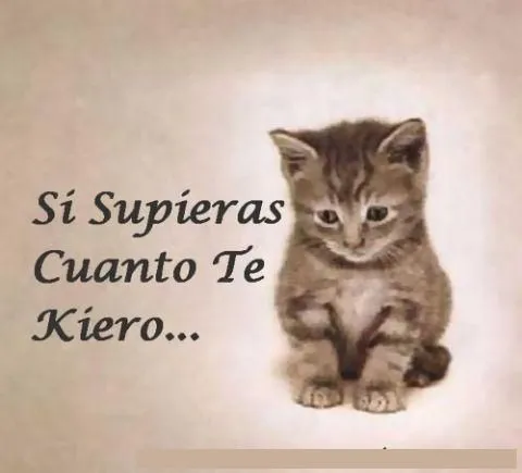 Gatitos enamorados | * Frases molonas * | Pinterest | Frases, Amor ...