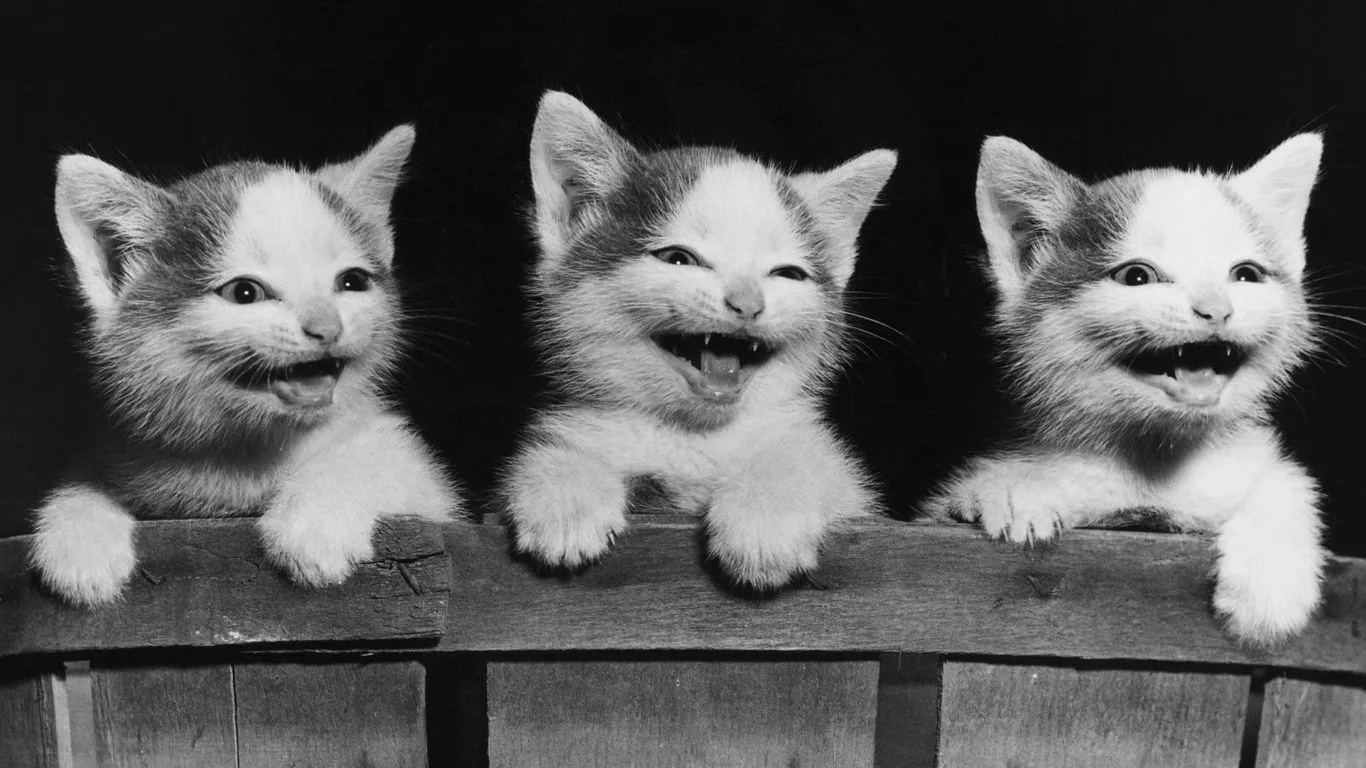  gatitos, gatos, tabla, gatito, gatito, miau miau-, foto Imágenes HD ...