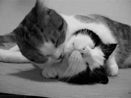 gatitos gifs | Tumblr