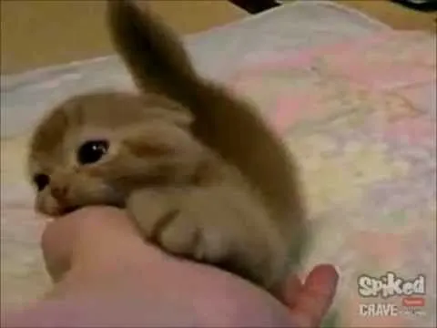 Los gatitos más lindos !!! (compilación) - YouTube Los gatitos más lindos !!! (compilación) - YouTube